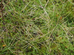 Poa breviglumis