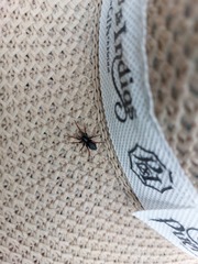 Trachyzelotes pedestris