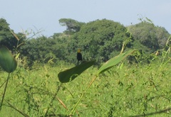 Chrysomus icterocephalus