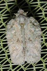 Flatoidinus punctatus