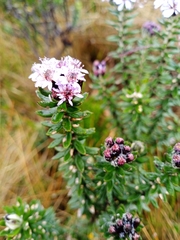 Linochilus phylicoides