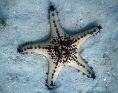 Pentaceraster alveolatus