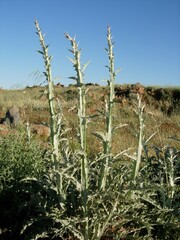 Centaurea onopordifolia