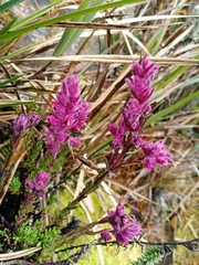 Neobartsia laniflora