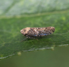 Paraphlepsius collitus