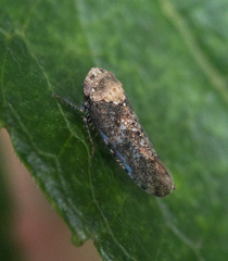 Paraphlepsius collitus