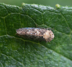 Paraphlepsius collitus