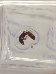 Stigmatomma pallipes