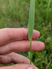 Elymus diversiglumis