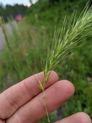 Elymus diversiglumis