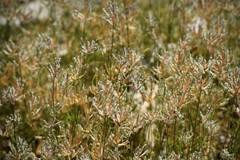 Eragrostis reptans