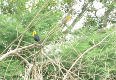 Chrysomus icterocephalus