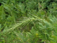 Elymus diversiglumis