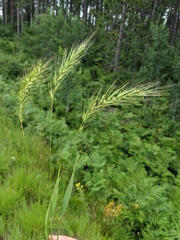 Elymus diversiglumis