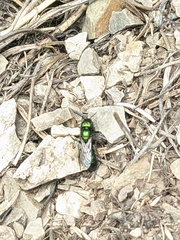 Hoplitis fulgida