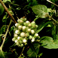 Cyrtocymura