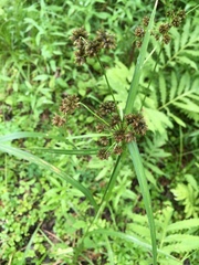 Scirpus hattorianus
