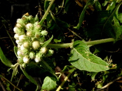 Cyrtocymura
