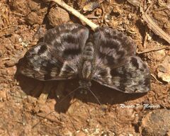Ebrietas anacreon anacreon