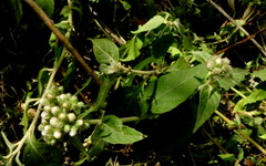 Cyrtocymura