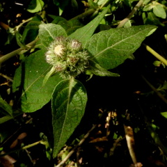 Cyrtocymura