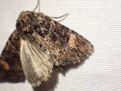 Aseptis binotata