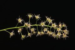 Prunus virginiana virginiana