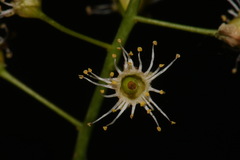 Prunus virginiana virginiana