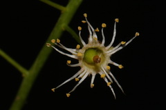 Prunus virginiana virginiana
