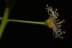 Prunus virginiana virginiana
