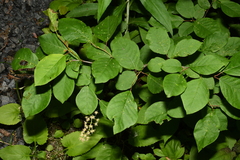 Prunus virginiana virginiana