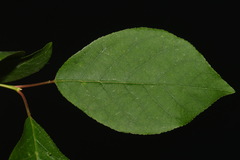 Prunus virginiana virginiana