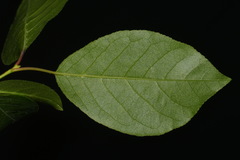 Prunus virginiana virginiana