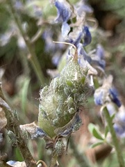 Macrosiphum albifrons