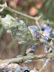 Macrosiphum albifrons
