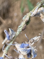 Macrosiphum albifrons