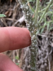 Macrosiphum albifrons