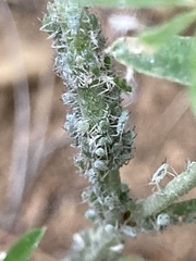 Macrosiphum albifrons