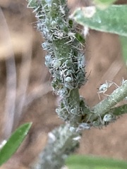 Macrosiphum albifrons