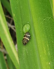 Aeneolamia albofasciata