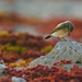 Red-tailed Wheatear - Photo (c) Hussain Isa Alderazi, some rights reserved (CC BY-NC)