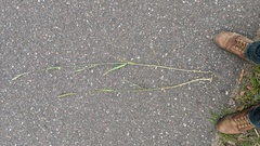 Elymus diversiglumis