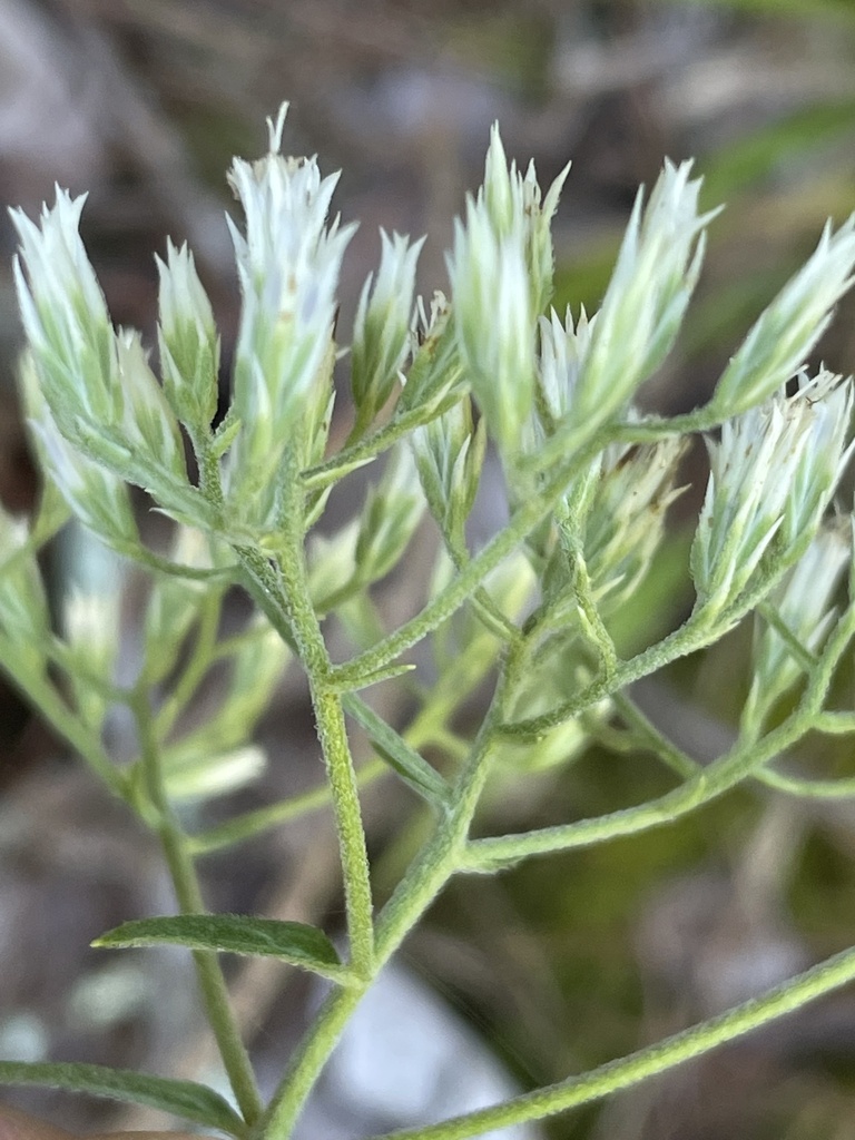 Eupatorium album