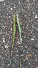 Elymus diversiglumis