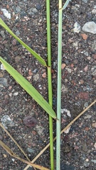 Elymus diversiglumis