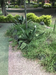 Agave
