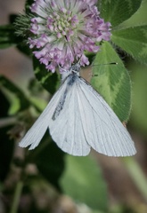 Pieris oleracea