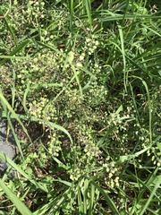 Lepidium virginicum