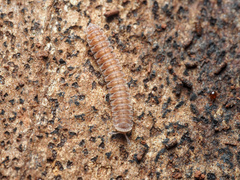 Pyrgodesmidae