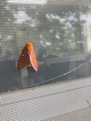 Anisota pellucida